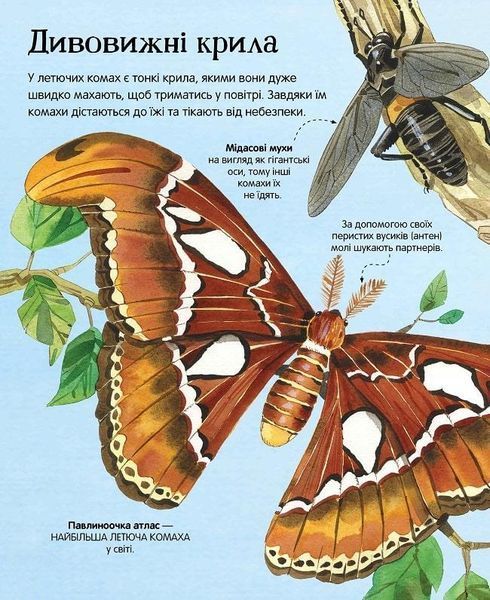 Велика книга комах і не тільки. Емілі Боун, Фабіано Фіорін. 1210552799 фото