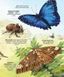 Велика книга комах і не тільки. Емілі Боун, Фабіано Фіорін. 1210552799 фото 4